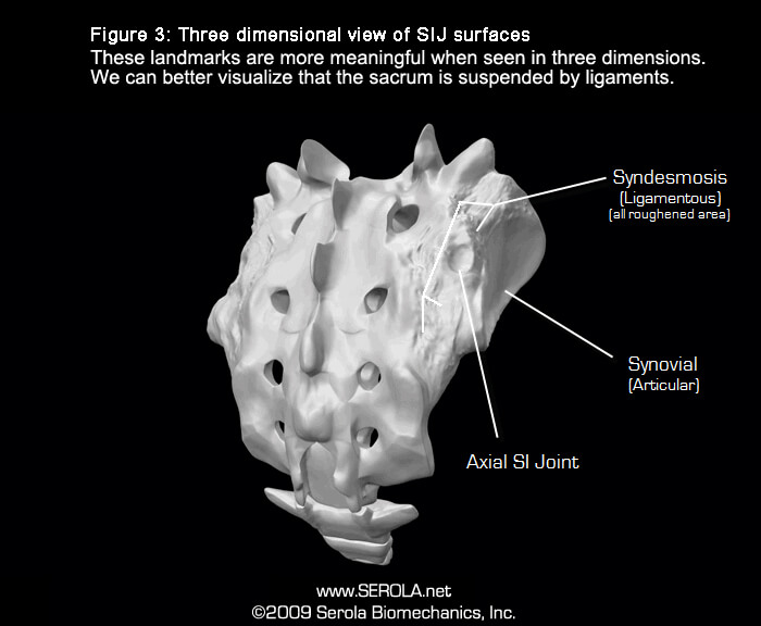 Serola Dysfunktion des Iliosakralbereichs